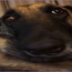 махмуд