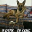Chchenec229