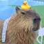 capybara69